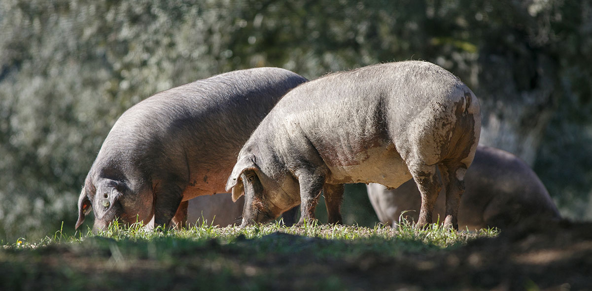 THE IBERIAN BREED